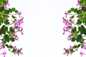 Pink flowers on white background