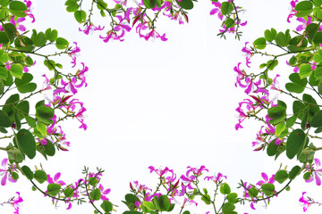 Pink flowers on white background