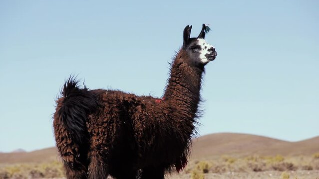 A Llama in the Argentine Altiplano (Highlands), near Salinas Grandes Salt Flats, Jujuy province, Argentina, South America. 4K Resolution.