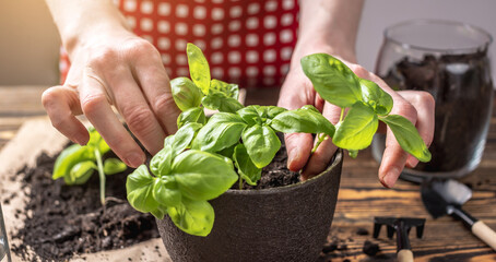 Person in a red apron is carefully planting young green seedlings to the pot. Concept of gardening, spring and hobby