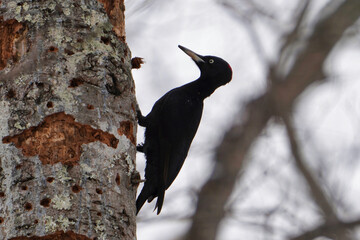 Fototapeta premium 冬の北海道で木を突いて餌を探しているメスのクマゲラ