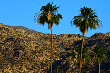 Obraz premium Palm Springs California