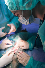 A surgeon and veterinarians team performing castration or sterilization operation on a cat in an animal hospital. 