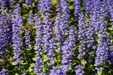 Fototapeta premium 花壇一面の西洋十二単