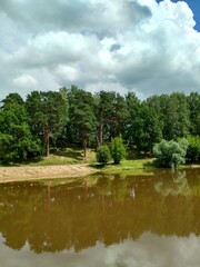 Fototapeta na wymiar Pine forest on the lake shore