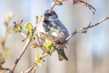 Sparrow on branch