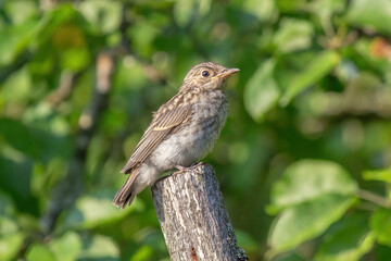 Little bird