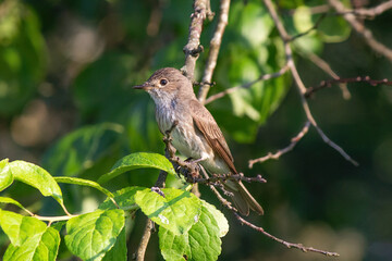 Obraz premium Bird on a branch