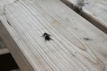 Insekten in der Natur. Fliegen Sie auf einem Holzbrett. Holztisch in der Sonne mit einer Fliege. Blumen mit Schmetterlingen. Schmetterlinge mit bunten Flügeln. Helle Blütenblätter mit Bienen. Sommer.