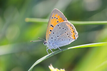 Obraz na płótnie Canvas Butterfly on the grass