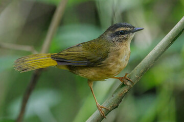 A small bird perched on a tree branch