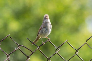 Bird on a fence