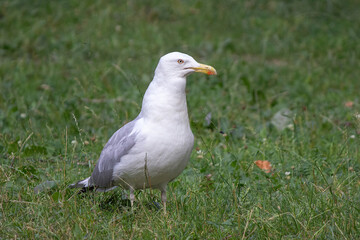 Seagull on grass