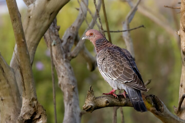 A pigeon sunbathing on a tree branch