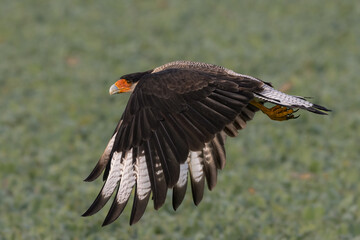 A bird of prey flying over a swamp covered with water cabbages
