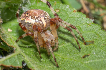 Spider on the grass