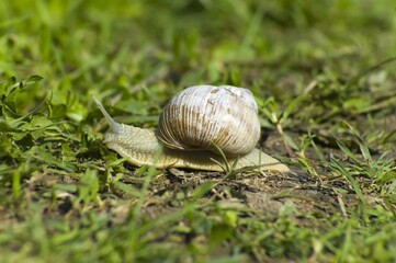 Snail gliding on the wet grass texture. Large white mollusk snails with light brown striped shell,...