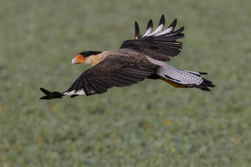 A bird of prey flying over a swamp covered with water cabbages