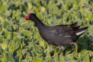 A bird wandering around over water cabbages in a marsh