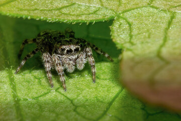 Spider on the grass