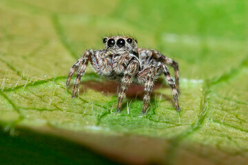 Spider on the grass