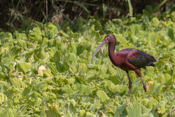 A colorful ibis looking for food on top  of water cabbages