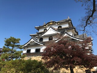 Fototapeta premium japanese castle in spring
