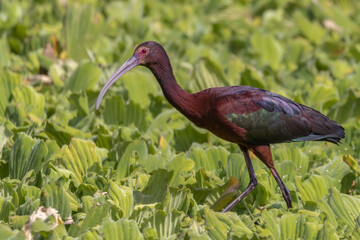 A colorful ibis looking for food on top  of water cabbages