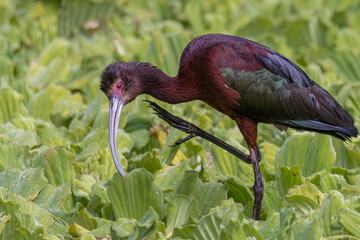 A colorful ibis itching its neck on top  of water cabbages