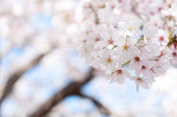 満開の桜の花のクロースアップ ソメイヨシノ 左側にコピースペース 日本の春