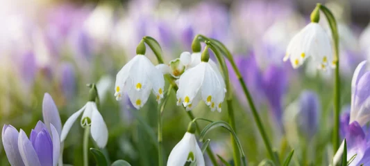Fotobehang Krokus Beautiful panorama of blooming spring meadow landscape,  with spring knot flowers (Leucojum vernum), snowdrop (Galanthus nivalis) and crocus (Crocus sieberi), illuminated by the morning sun  © Corri Seizinger