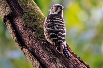 owl on a branch