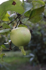 Äpfel auf einem Ast. Ast mit Früchten. Die Früchte sind reif und erntereif. Obstgarten im Herbst. Bio-Lebensmittel ohne Pestizide. Bio-Obst mit Spuren von Würmern. Birne auf hellgrünem Hintergrund. 