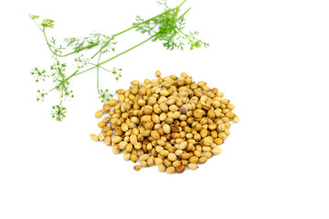 Pile of Coriander seeds with flower isolated on white background. Coriander seeds are a food ingredient and medicinal herbs.