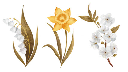 a set of isolated flowers on a white background - white lily of the valley, yellow daffodil and apple blossom buds, 2d illustration