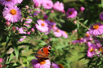 Blumen mit Schmetterlingen. Schmetterlinge mit bunten Flügeln. Helle Blütenblätter mit Bienen....