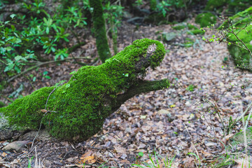 Tronco de un árbol cubierto de musgo verde con forma de cocodrilo