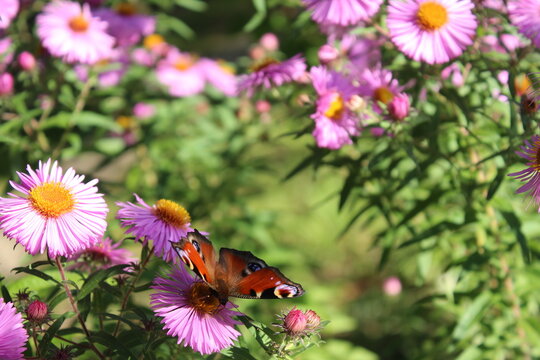 Blumen mit Schmetterlingen. Schmetterlinge mit bunten Flügeln. Helle Blütenblätter mit Bienen. Grünes Gras auf der Wiese. Hintergrundbild. Insekten in der Natur. Fliegen auf einem Holzbrett.