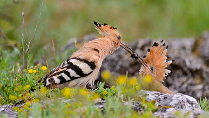Eurasian or common hoopoe Upupa epops in the wild © Tatiana