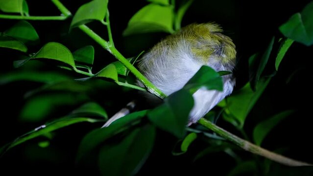 Seen with its head in its wing while roosting during the night on a branch, Common Tailorbird Orthotomus sutorius, Thailand.