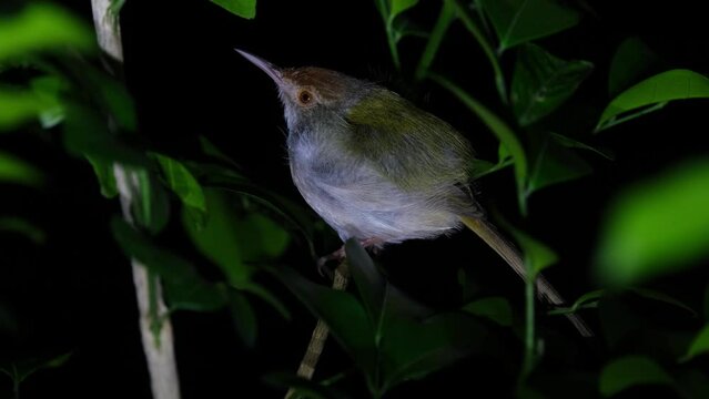 Facing to the left perched on a branch inside a plant roosting for the night, Common Tailorbird Orthotomus sutorius, Thailand.