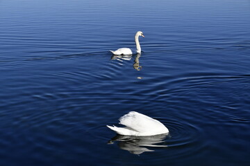 The mute swan lulls itself into the calm waters of the lake