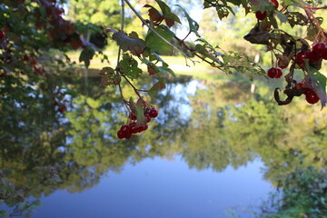 Rote Beeren auf Ästen. Ein Baum mit kleinen roten Beeren. Rote Beeren sind Winterschmuck....