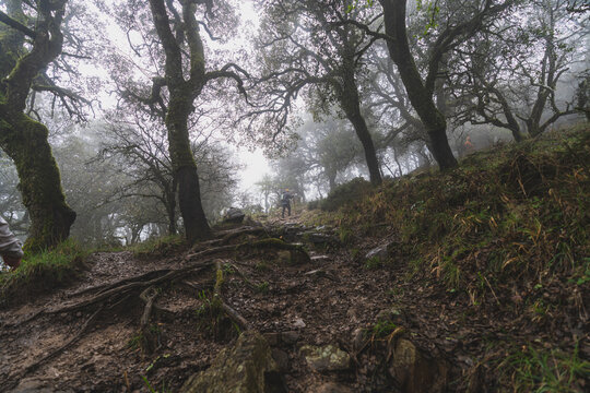 Paisaje de bosque con niebla con persona de fondo realizando senderismo