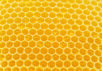 Background texture and pattern of wax honeycomb section from a beehive filled with honey in full frame view