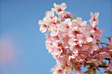 河津桜の河川敷