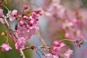 Fototapeta premium 枝垂桜の蕾と花びら