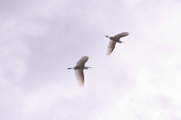 大空を舞う白鷺。