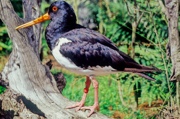 Oystercatcher