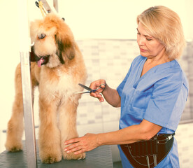 woman hairdresser cuts Afghan puppy Shepherd in beauty salon for animals